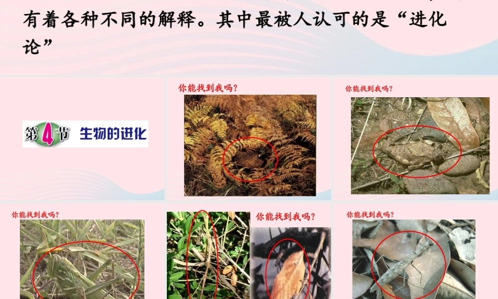 六年级科学下册 二 生物与环境 4 生物的进化课件（1） 新人教版-新人教版小学六年级下册自然科学课件
