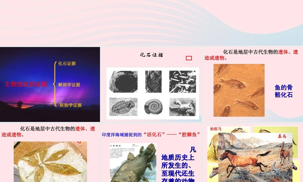 六年级科学下册 二 生物与环境 4 生物的进化课件（2） 新人教版-新人教版小学六年级下册自然科学课件