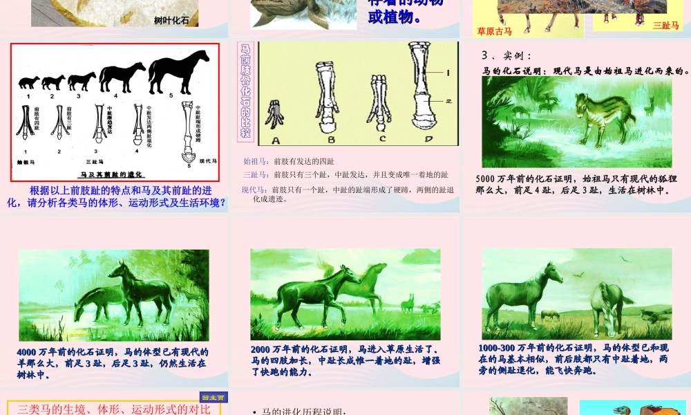 六年级科学下册 二 生物与环境 4 生物的进化课件（2） 新人教版-新人教版小学六年级下册自然科学课件