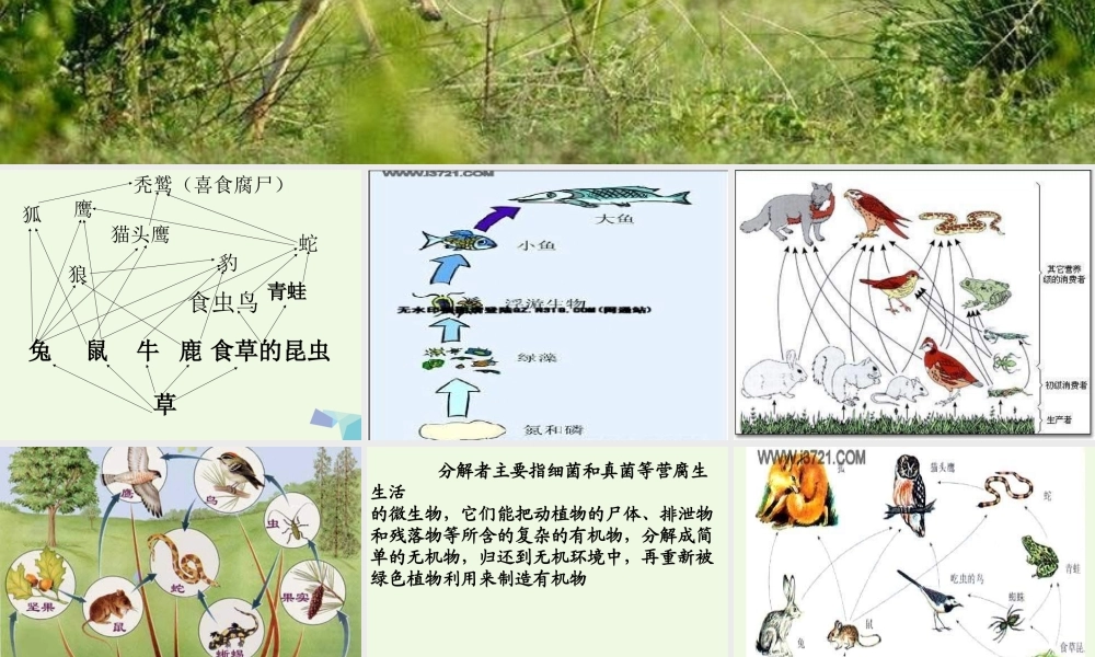 六年级科学上册 密切联系的生物界课件3 青岛版-青岛版小学六年级上册自然科学课件