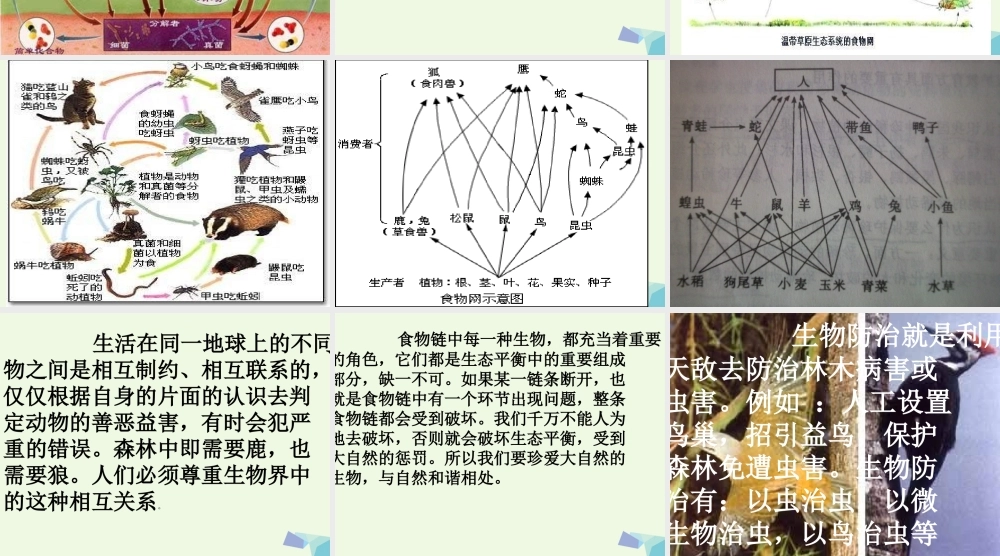 六年级科学上册 密切联系的生物界课件3 青岛版-青岛版小学六年级上册自然科学课件