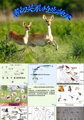 六年级科学上册 密切联系的生物界课件3 青岛版-青岛版小学六年级上册自然科学课件