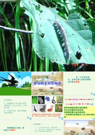 六年级科学上册 密切联系的生物界课件4 青岛版-青岛版小学六年级上册自然科学课件