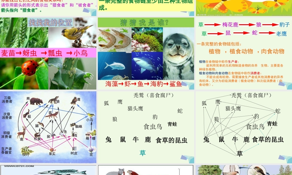 六年级科学上册 密切联系的生物界课件5 青岛版-青岛版小学六年级上册自然科学课件