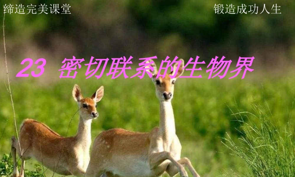 六年级科学上册 密切联系的生物界课件6 青岛版-青岛版小学六年级上册自然科学课件