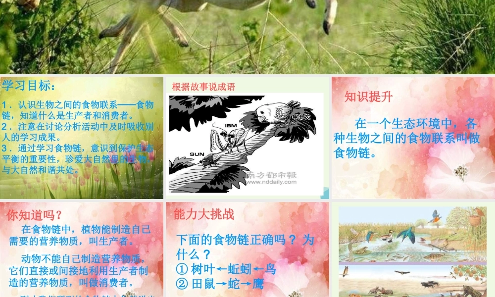 六年级科学上册 密切联系的生物界课件6 青岛版-青岛版小学六年级上册自然科学课件