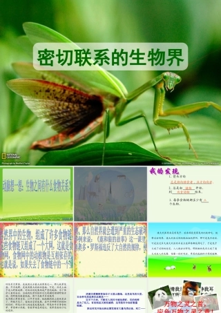 六年级科学上册 密切联系的生物界课件7 青岛版-青岛版小学六年级上册自然科学课件