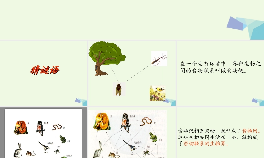 六年级科学上册 密切联系的生物界课件8 青岛版-青岛版小学六年级上册自然科学课件