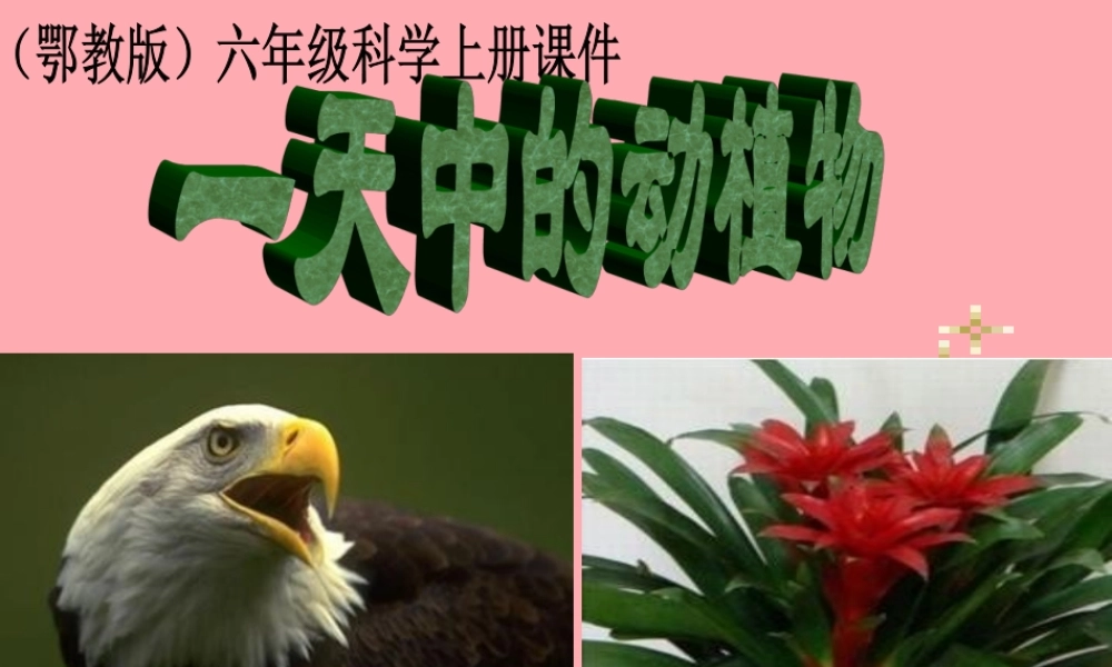 六年级科学上册 第9课 一天中的动植物课件1 鄂教版-鄂教版小学六年级上册自然科学课件