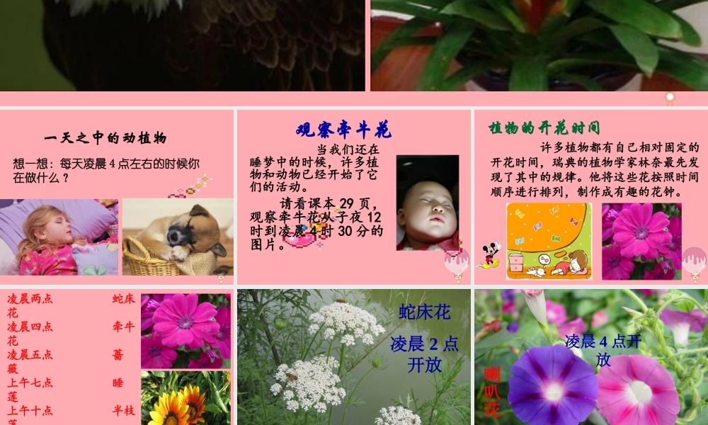 六年级科学上册 第9课 一天中的动植物课件1 鄂教版-鄂教版小学六年级上册自然科学课件