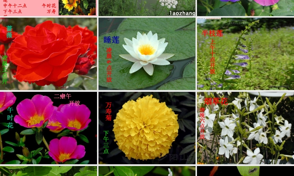 六年级科学上册 第9课 一天中的动植物课件1 鄂教版-鄂教版小学六年级上册自然科学课件