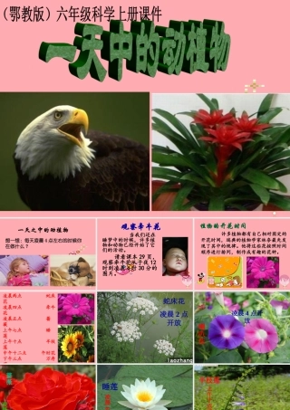 六年级科学上册 第9课 一天中的动植物课件1 鄂教版-鄂教版小学六年级上册自然科学课件