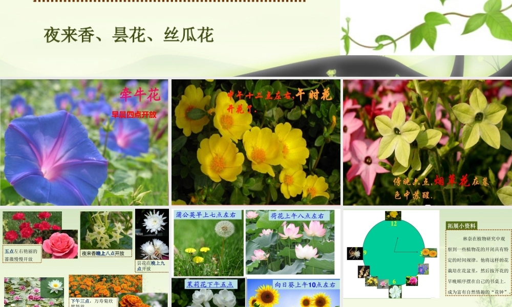 六年级科学上册 第9课 一天中的动植物课件2 鄂教版-鄂教版小学六年级上册自然科学课件