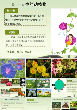 六年级科学上册 第9课 一天中的动植物课件2 鄂教版-鄂教版小学六年级上册自然科学课件