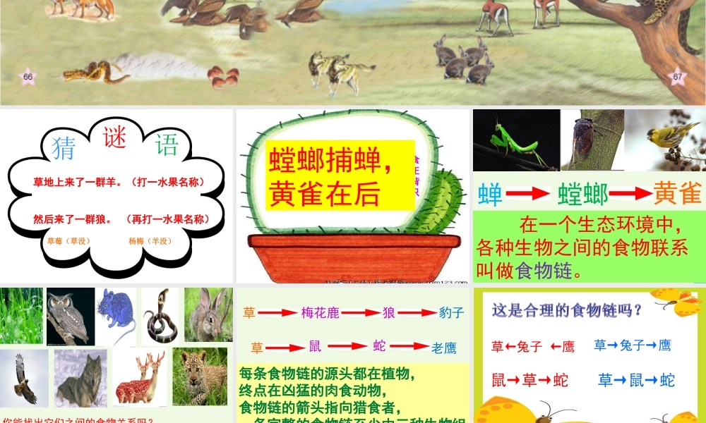 六年级科学上册 密切联系的生物界课件11 青岛版-青岛版小学六年级上册自然科学课件