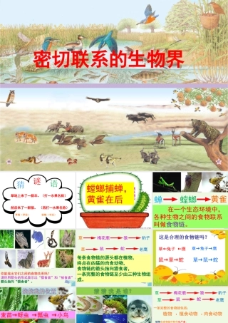 六年级科学上册 密切联系的生物界课件11 青岛版-青岛版小学六年级上册自然科学课件