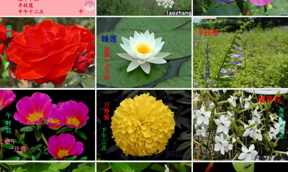 六年级科学上册 第9课 一天中的动植物课件3 鄂教版-鄂教版小学六年级上册自然科学课件