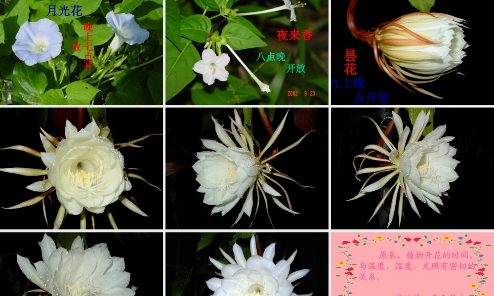 六年级科学上册 第9课 一天中的动植物课件3 鄂教版-鄂教版小学六年级上册自然科学课件