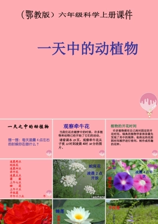 六年级科学上册 第9课 一天中的动植物课件3 鄂教版-鄂教版小学六年级上册自然科学课件
