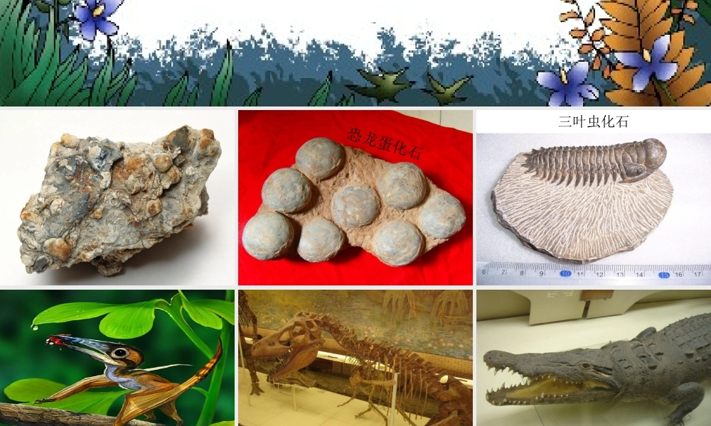 六年级科学下册 化石告诉了我们什么1课件 苏教版
