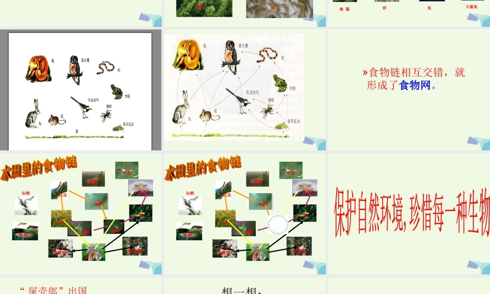 六年级科学上册 密切联系的生物界课件12 青岛版-青岛版小学六年级上册自然科学课件