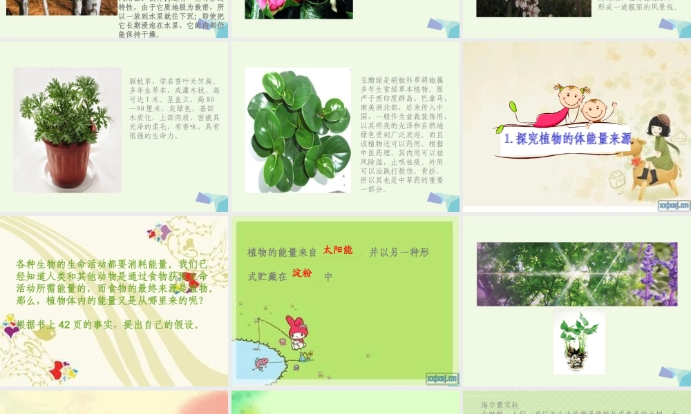 六年级科学上册 第9课 植物与能量课件1 冀教版-冀教版小学六年级上册自然科学课件