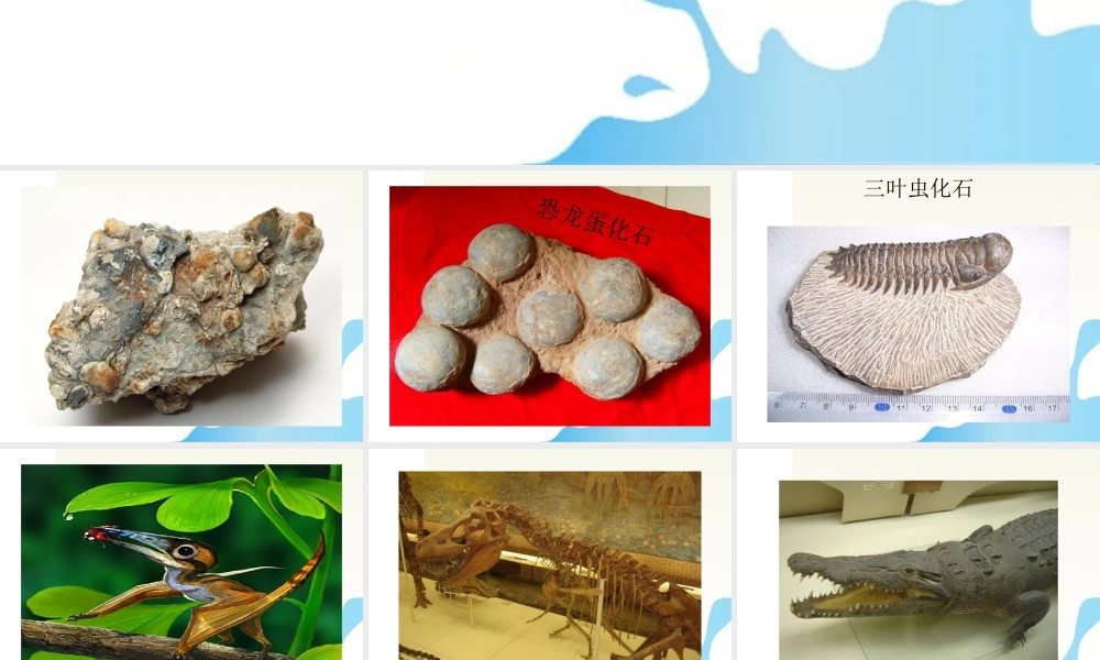 六年级科学下册 化石告诉了我们什么课件1 苏教版