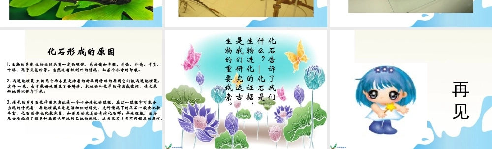 六年级科学下册 化石告诉了我们什么课件1 苏教版
