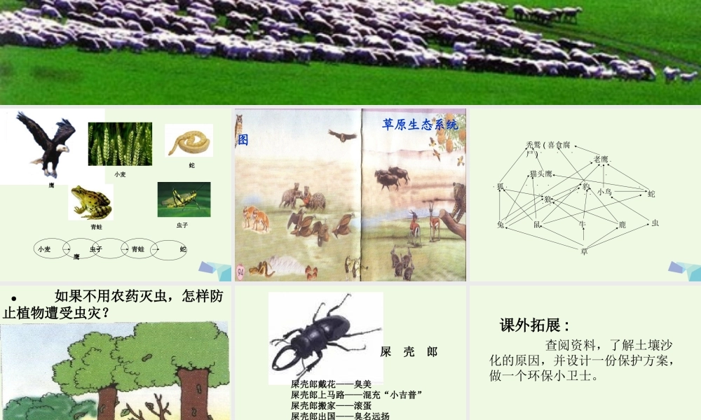六年级科学上册 密切联系的生物界课件13 青岛版-青岛版小学六年级上册自然科学课件