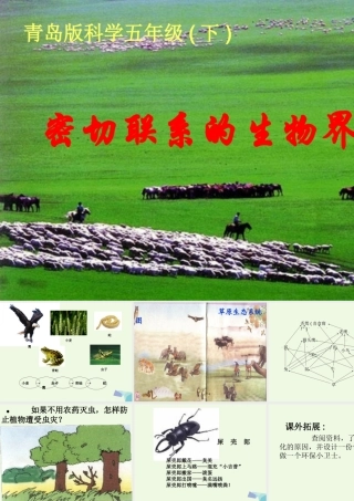 六年级科学上册 密切联系的生物界课件13 青岛版-青岛版小学六年级上册自然科学课件