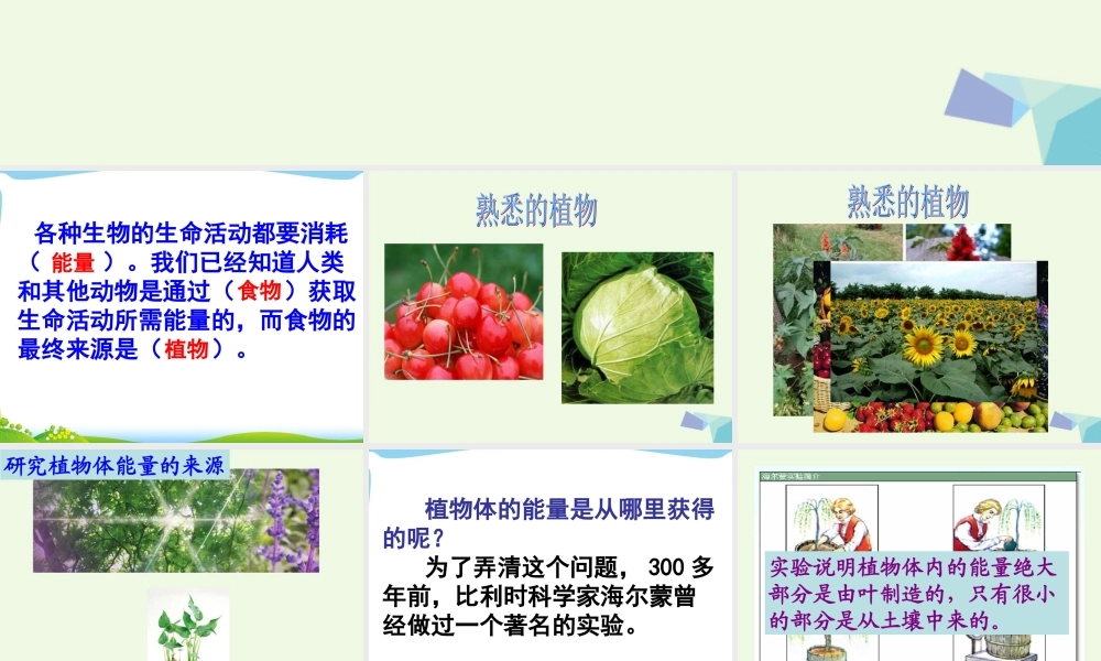 六年级科学上册 第9课 植物与能量课件2 冀教版-冀教版小学六年级上册自然科学课件