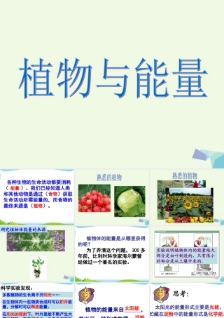 六年级科学上册 第9课 植物与能量课件2 冀教版-冀教版小学六年级上册自然科学课件
