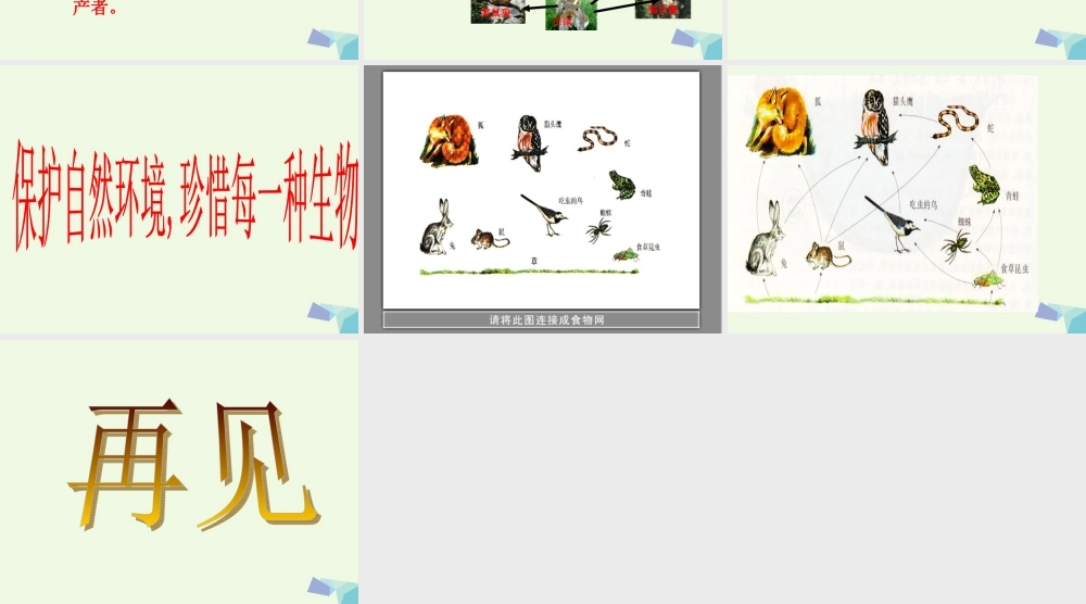 六年级科学上册 密切联系的生物界课件14 青岛版-青岛版小学六年级上册自然科学课件