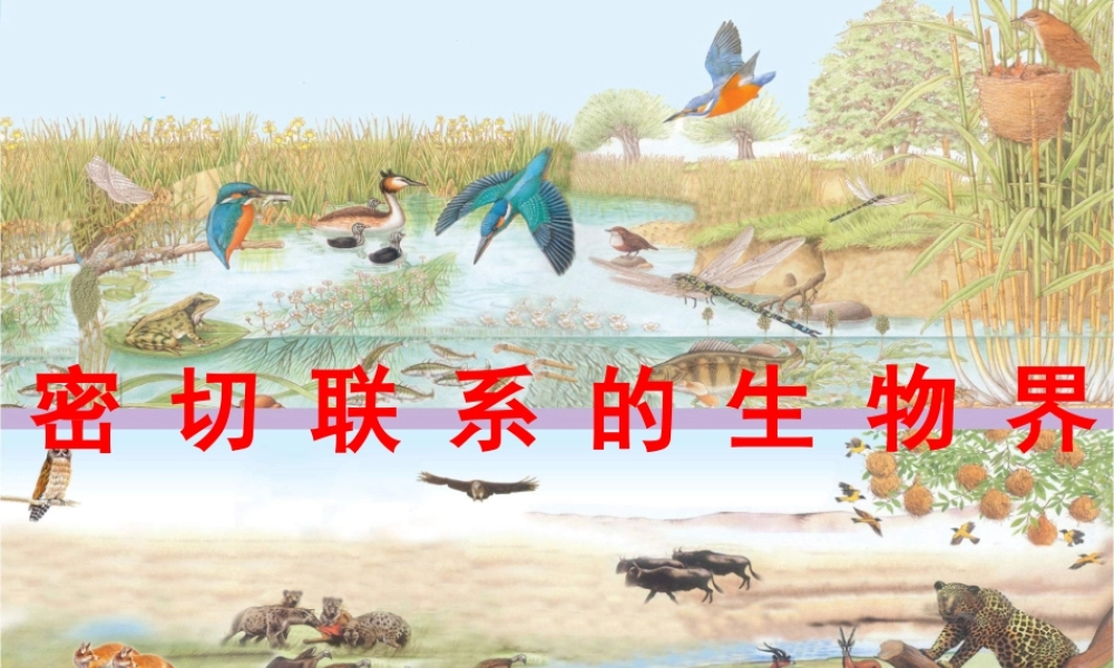 六年级科学上册 密切联系的生物界课件16 青岛版-青岛版小学六年级上册自然科学课件