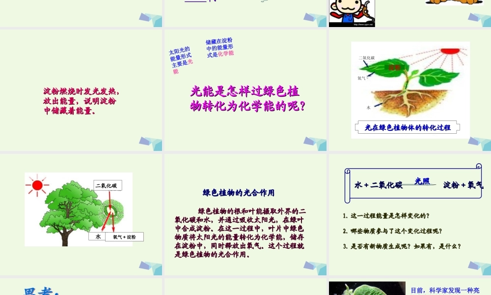 六年级科学上册 第9课 植物与能量课件4 冀教版-冀教版小学六年级上册自然科学课件