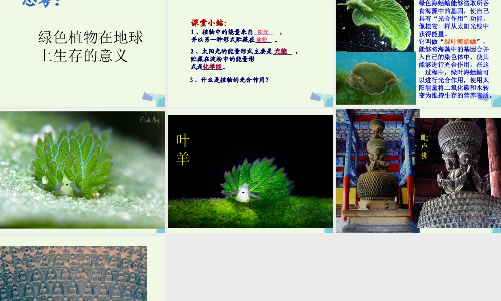 六年级科学上册 第9课 植物与能量课件4 冀教版-冀教版小学六年级上册自然科学课件