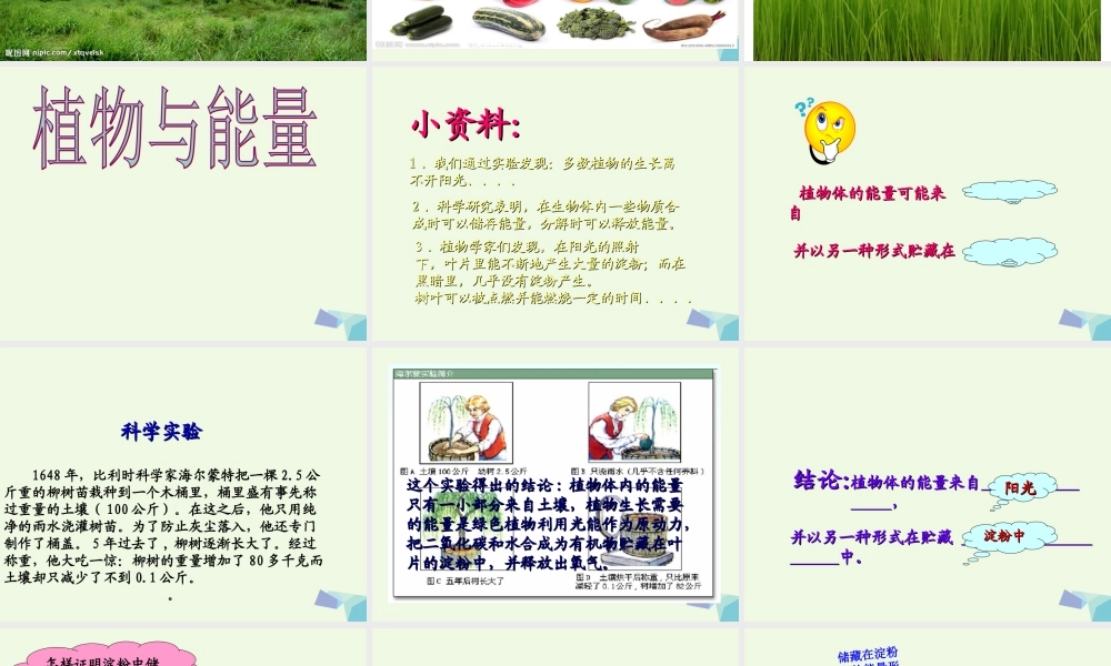 六年级科学上册 第9课 植物与能量课件5 冀教版-冀教版小学六年级上册自然科学课件