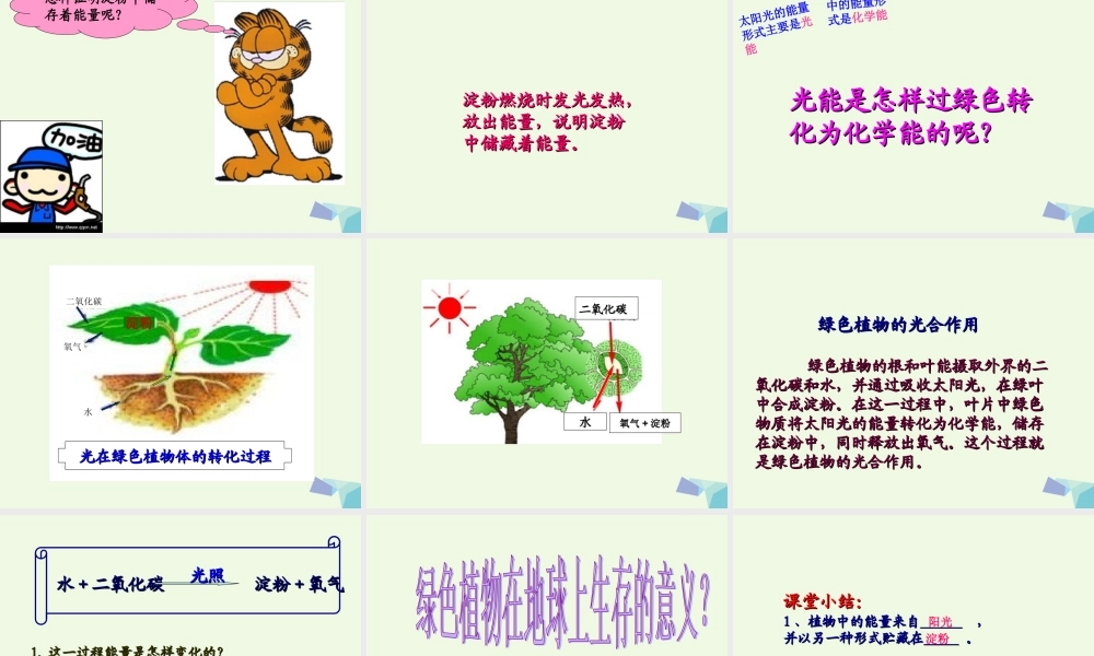 六年级科学上册 第9课 植物与能量课件5 冀教版-冀教版小学六年级上册自然科学课件