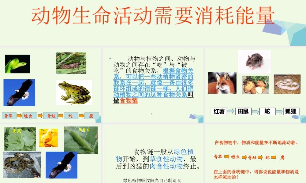 六年级科学上册 第10课 动物与能量课件1 冀教版-冀教版小学六年级上册自然科学课件