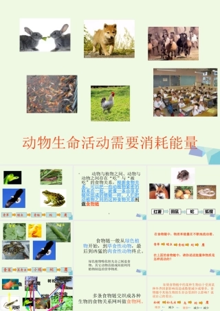 六年级科学上册 第10课 动物与能量课件1 冀教版-冀教版小学六年级上册自然科学课件