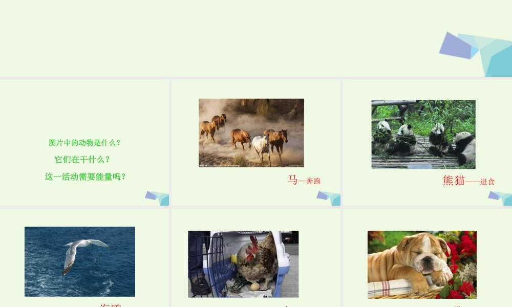 六年级科学上册 第10课 动物与能量课件2 冀教版-冀教版小学六年级上册自然科学课件