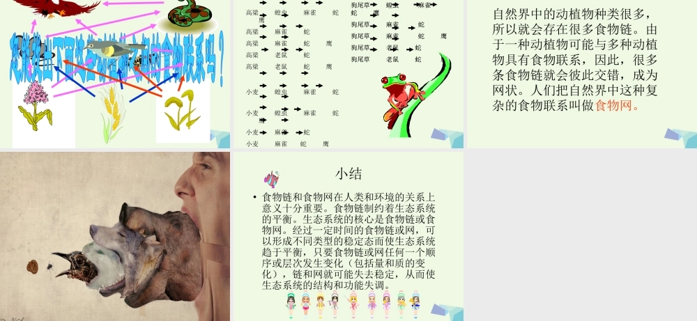 六年级科学上册 第10课 动物与能量课件2 冀教版-冀教版小学六年级上册自然科学课件