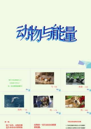 六年级科学上册 第10课 动物与能量课件2 冀教版-冀教版小学六年级上册自然科学课件