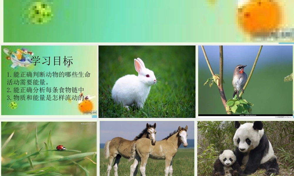 六年级科学上册 第10课 动物与能量课件3 冀教版-冀教版小学六年级上册自然科学课件
