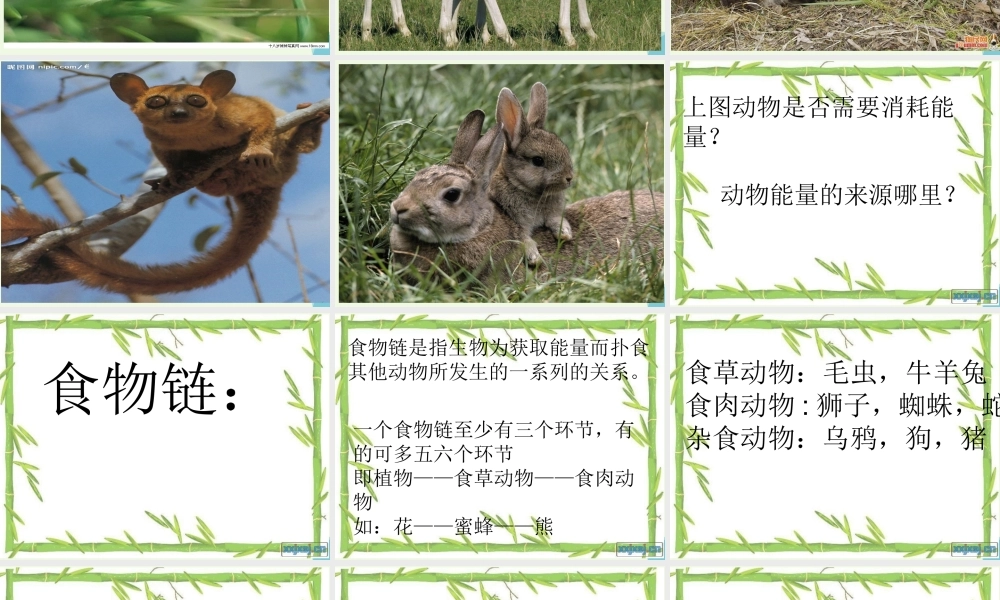 六年级科学上册 第10课 动物与能量课件3 冀教版-冀教版小学六年级上册自然科学课件