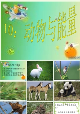 六年级科学上册 第10课 动物与能量课件3 冀教版-冀教版小学六年级上册自然科学课件