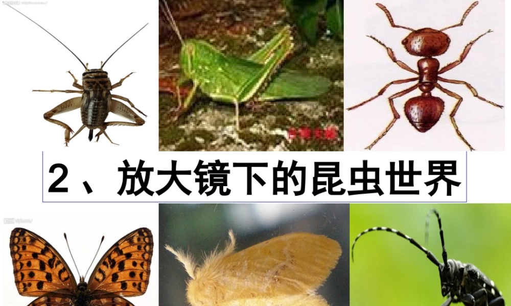 六年级科学下册 第一单元 微小世界 2《放大镜下的昆虫世界》课件3 教科版-教科版小学六年级下册自然科学课件