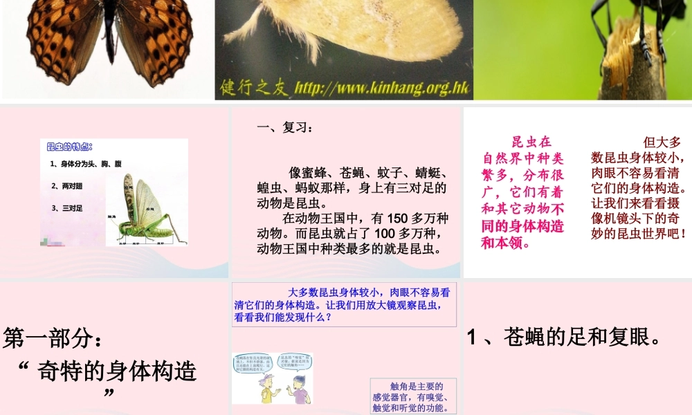 六年级科学下册 第一单元 微小世界 2《放大镜下的昆虫世界》课件3 教科版-教科版小学六年级下册自然科学课件