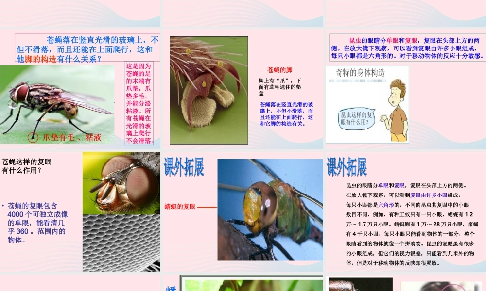 六年级科学下册 第一单元 微小世界 2《放大镜下的昆虫世界》课件3 教科版-教科版小学六年级下册自然科学课件