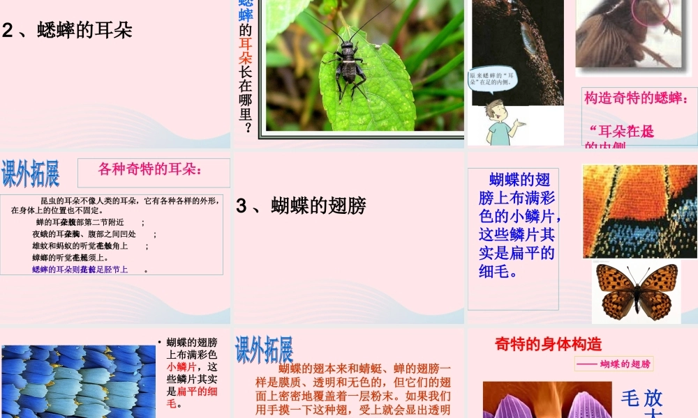 六年级科学下册 第一单元 微小世界 2《放大镜下的昆虫世界》课件3 教科版-教科版小学六年级下册自然科学课件